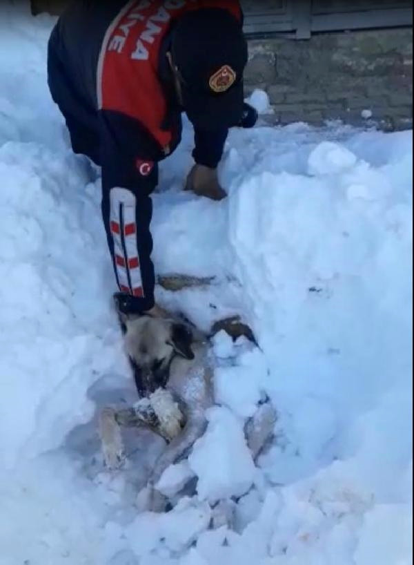 Kar Altından Çıkarılan Köpek, Telef Oldu