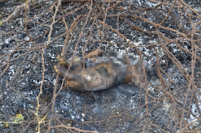 Adana’da Köpek Yavrusunun Yakılarak Öldürüldüğü İddiası