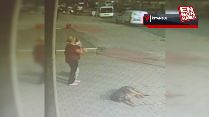 Büyükçekmece’de pencereden düşen köpeği havada yakaladı