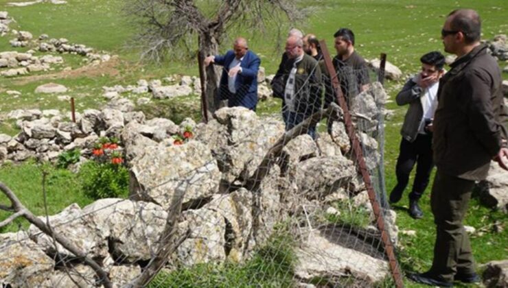 Köylüler, yılın yalnızca 20 günü açan aykırı lalelerin başında nöbet tutuyor! Koparmanın cezası 244 bin lira