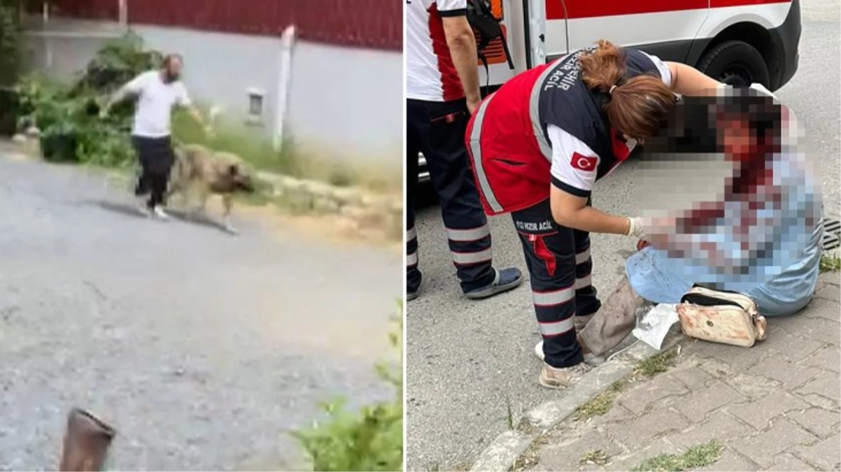 İstanbul’un göbeğinde saldırdığı bayanı ağır yaralamıştı! Kangal cinsi köpeğin sahibi tutuklandı