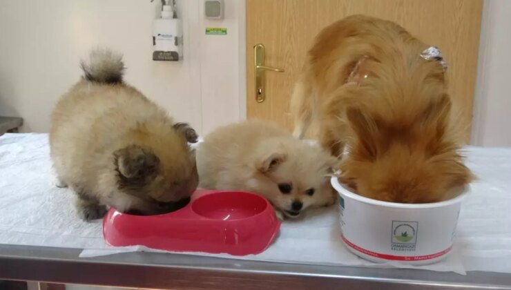 Erkek arkadaşı meskene kapalı kamera yerleştirdi, köpeklere azap ettiği ortaya çıktı