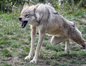 Hindistan’da kurt hücumları: Son 49 günde 10 kişi hayatını kaybetti